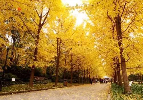 成都银杏树爆料视频  第1张